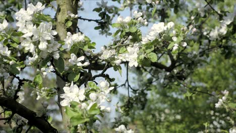 detail of fall petals on spring theme. apple blossom flower