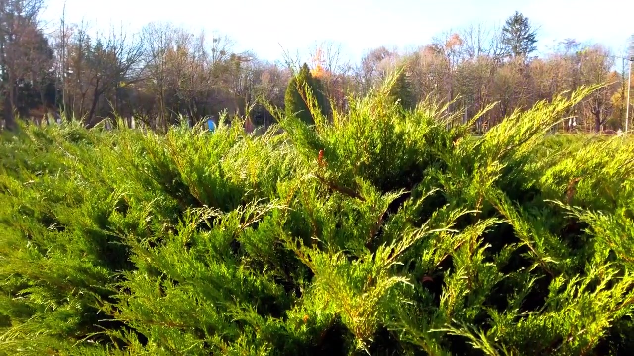 Thuja occidentalis. Filmando o parque de outono