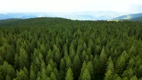 shot over a mountain of conifers