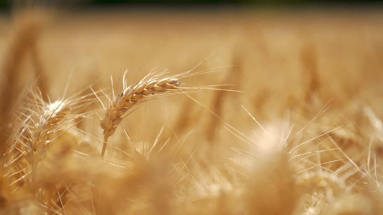 Wheat crop field landscape. Close up of wheat field and countryside scenery