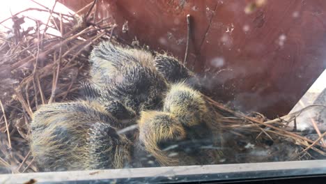 pair pigeon chicks in the nest