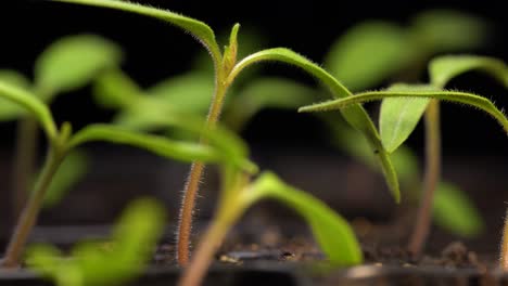 tray full of young tomato seedlings growing indoors