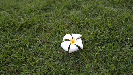 White-Hawaiian-Plumeria-is-on-the-grass.-4K