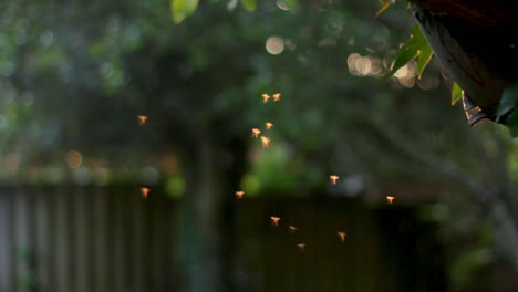 swarm of flying insects outdoors during sunny day