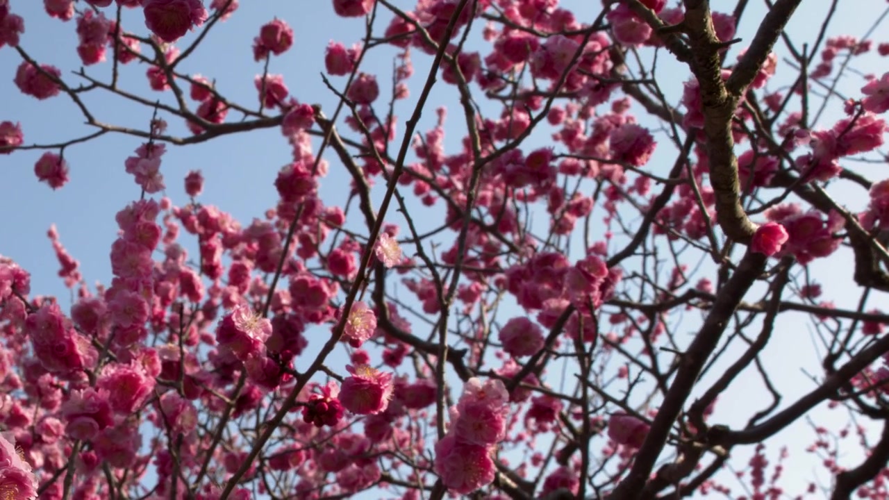 Primo piano di vivaci fiori di pruno rosa sui rami contro un cielo primaverile azzurro e limpido
