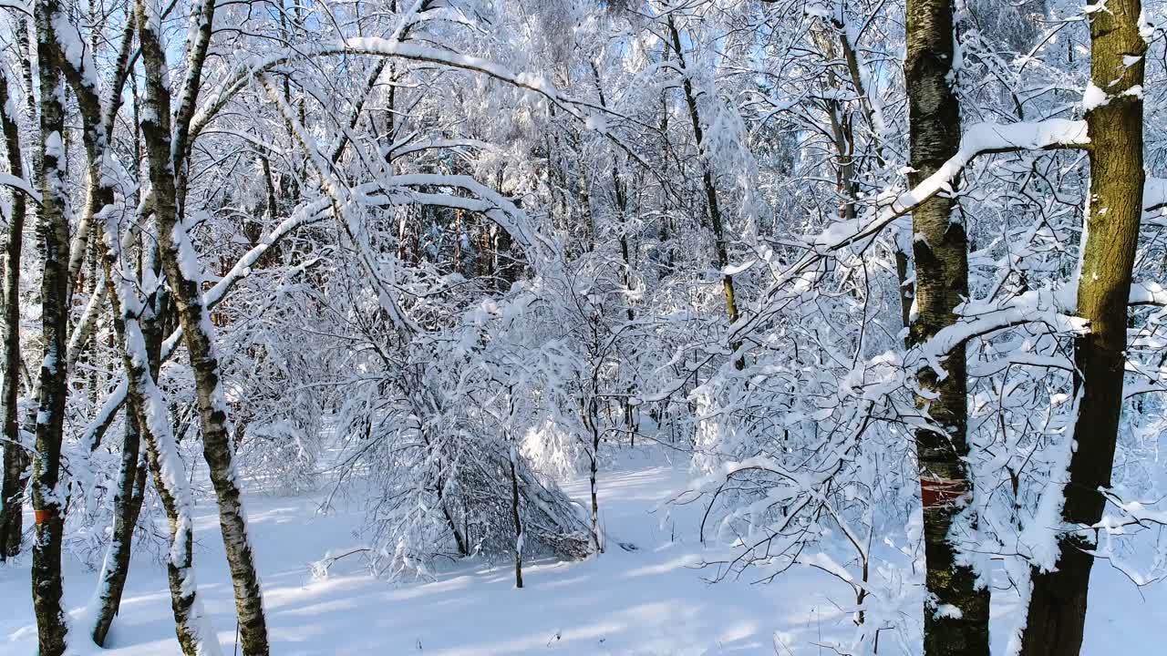 숲에 눈 덮인 가지입니다. 겨울 요정 배경