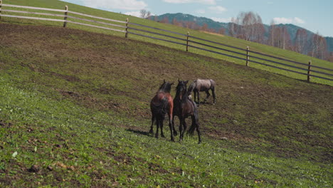 stallions fight while grey horse grazes on paddock grass