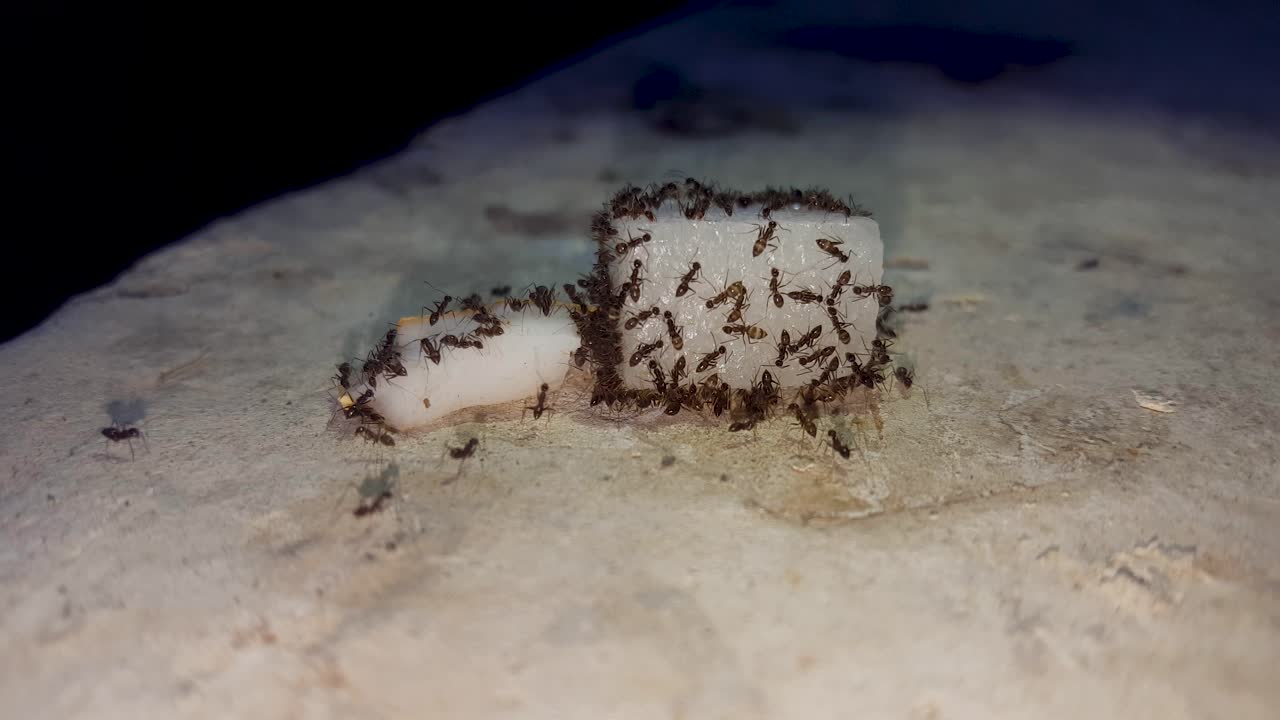una colonia de hormigas, alimentándose de azúcar y coco