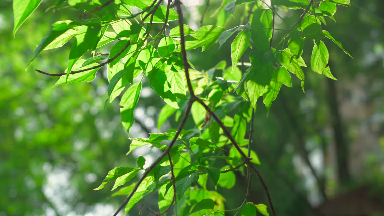 hojas y ramas verdes
