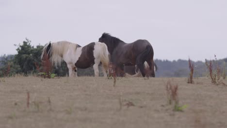 beautiful horses grazing in a field on a windy day in devon, uk