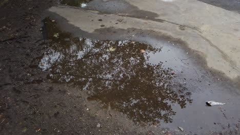 reflejos de un árbol de un charco en un día nublado