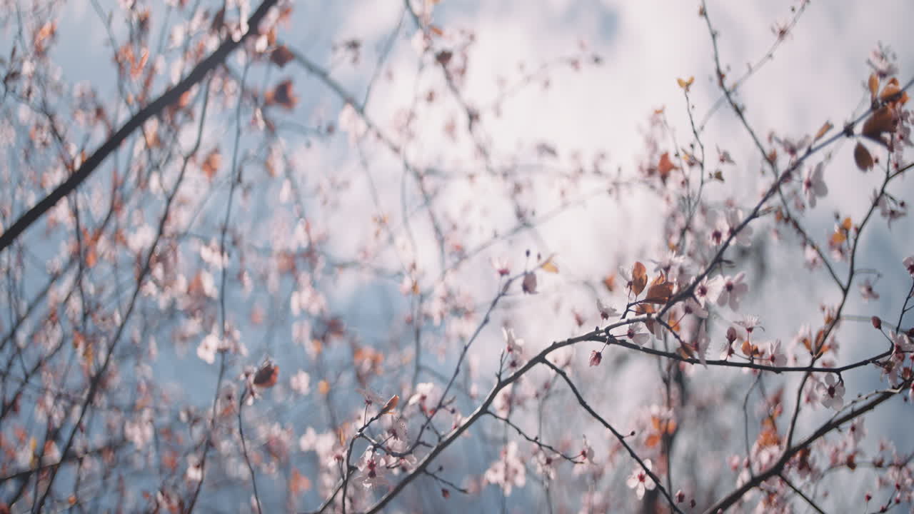 Delicate Spring Blossoms