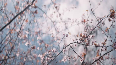 delicate spring blossoms