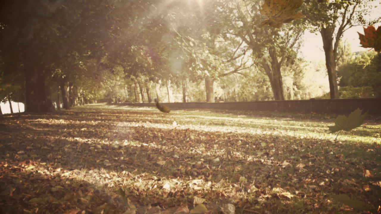 숲에서 높은 나무에 맞서 떨어지는 여러 개의 가을 잎의 복합 비디오
