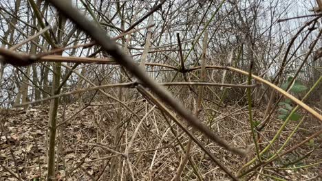 moving between sticks and twigs on a grey winter day