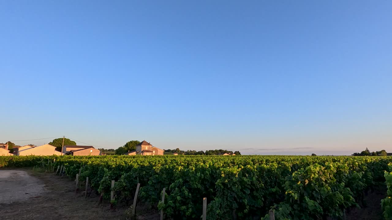 Vineyards basking in the warm sunset glow