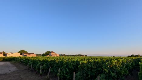 vineyards basking in the warm sunset glow