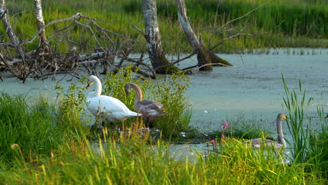 a serene lakeside scene featuring a swan and its cygnets among reeds and aquatic plants