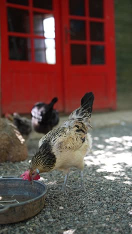 chickens feeding in a rural setting