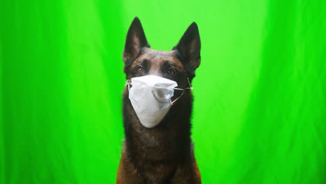 malinois bard wearing medical protective mask sitting on green background, close-up of belgian shepherd dog looking in camera. shooting domestic pet in studio