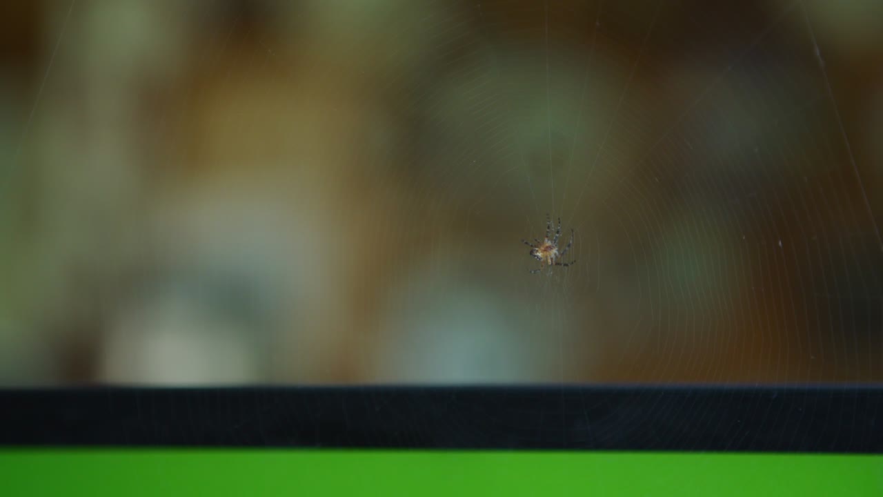 Il ragno sopra il laptop, schermo verde