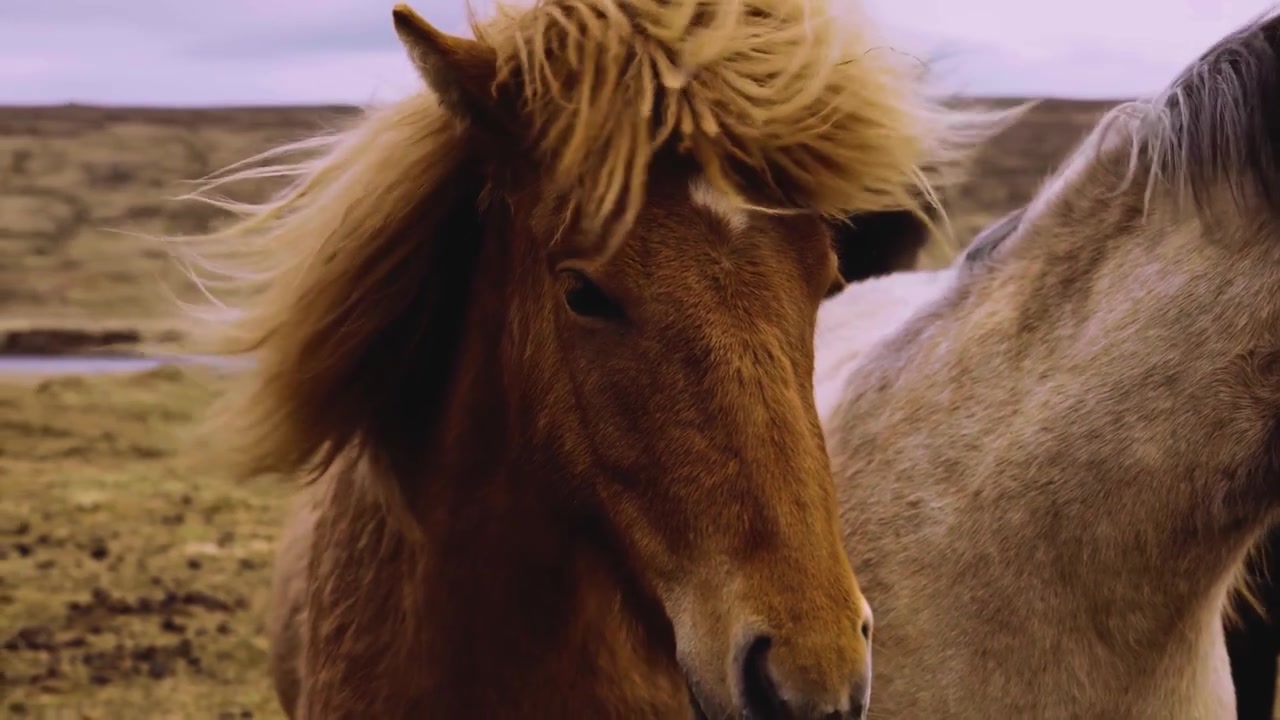 Et fantastisk filmatisk nærbilde i bevegelse som fanger majestetiske islandshester med tykke, vindblåste maner, stående årvåkne på en ulendt vulkansk askeslette mot et dramatisk nordlig landskap