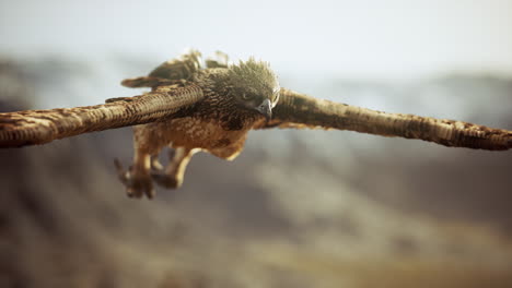 extreme-slow-motion-shot-of-eagle