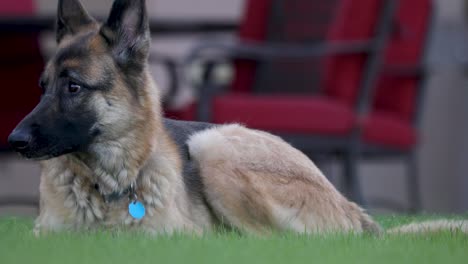 German-Shepherd-With-A-Dog-Tie-Lying-On-The-Grass-Lawn-Panting---Closeup-Shot