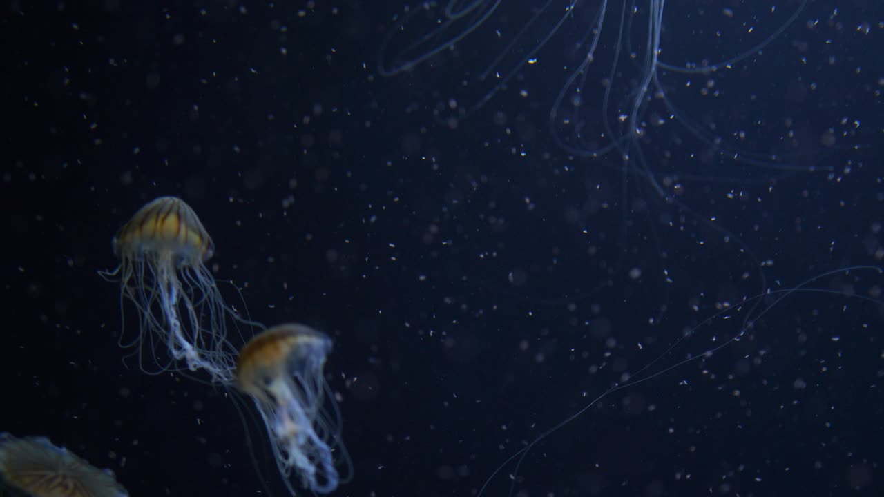 medusas de ortiga marina japonesa nadando a través del plancton