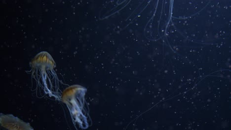 japanese sea nettle jellyfish swimming through plankton