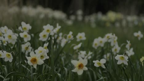 Field-of-white-daffodils