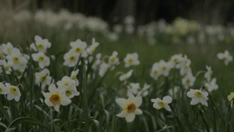 field of white daffodils