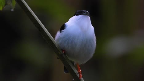 beautiful white bearded manakin sitting on a branch, looking around and flying away, steady cinematic telezoom shot