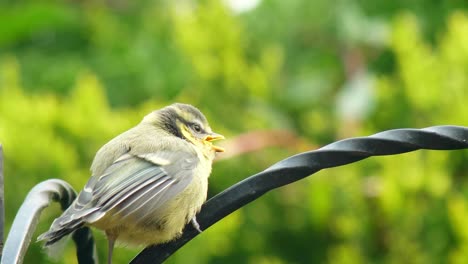 Nahaufnahme-Eines-Wählerischen-Kükens,-Das-Von-Seinem-Blaumeise-Elternteil-Futter-Verlangt