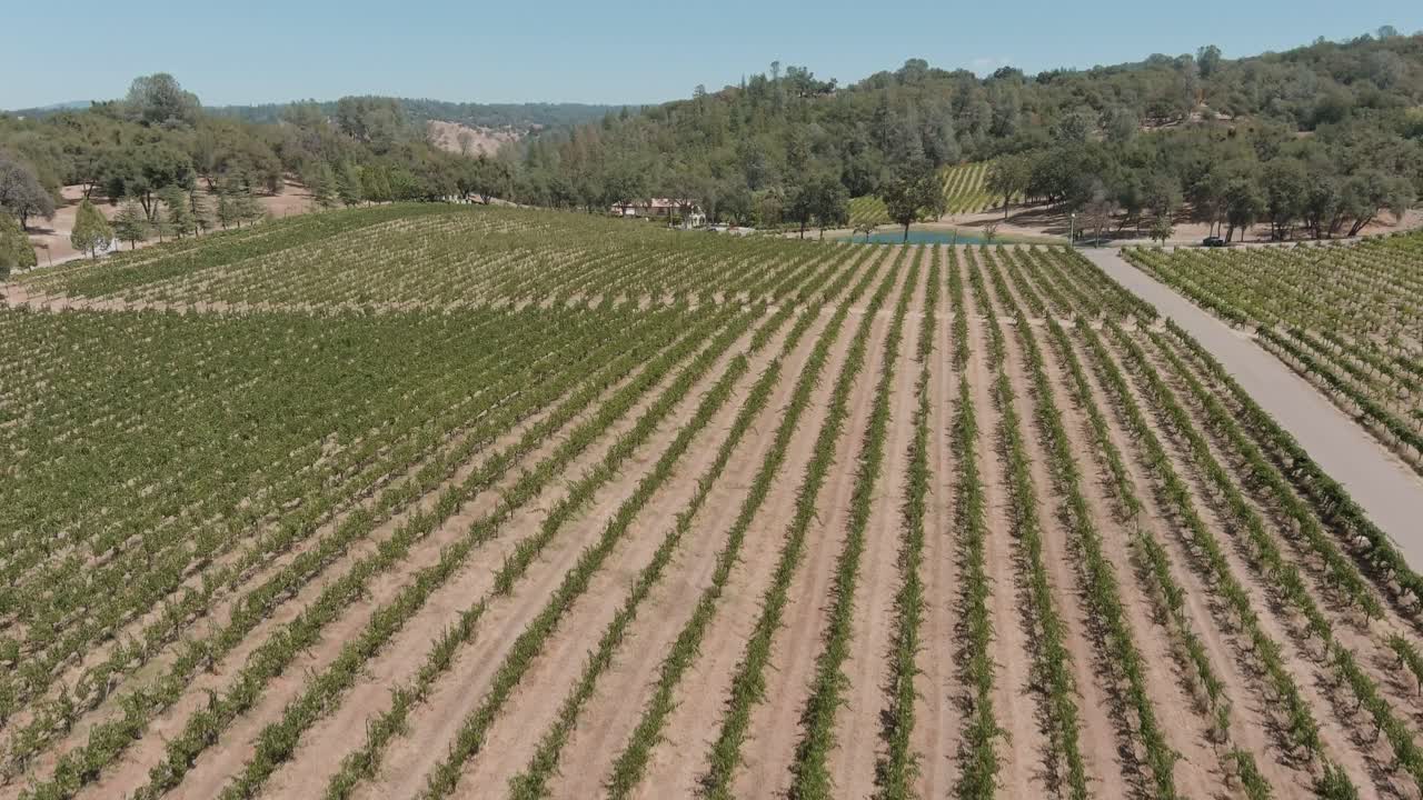 Drone Rising Through Orchard Rows Apple Hill Sierra Nevada