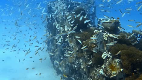 underwater shots while diving on a colourful reef with many fishes.