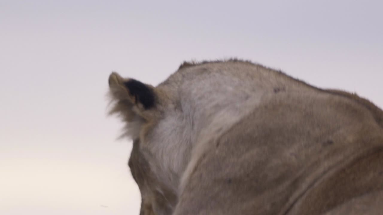 바위 02에서 쉬고 있는 암사자