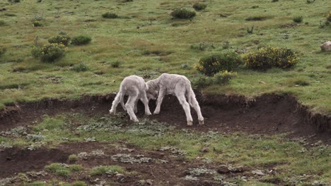 Skinny-white-lambs-with-long-tails-play-together-in-wild-green-pasture