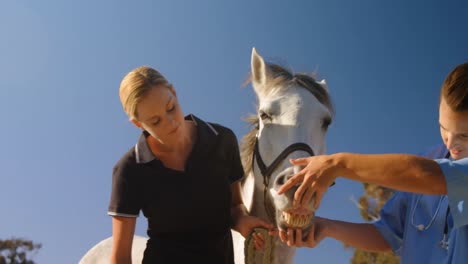 veterinario que examina el caballo en el rancho 4k