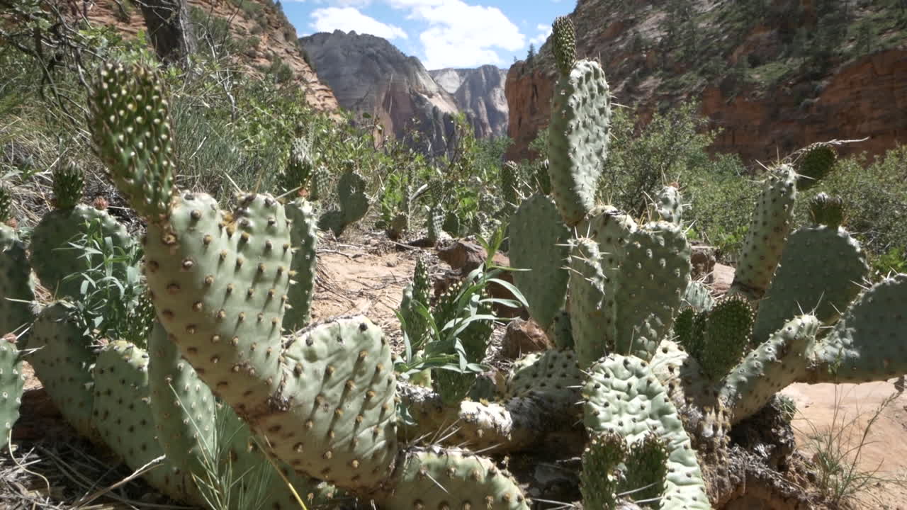Rising up over prickly pear cactus revealing a beautiful desert canyon, Zion National Park, Utah