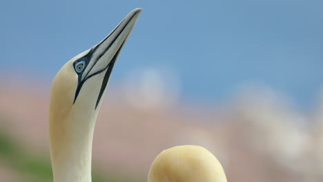 Northern-gannet-face-close-up-in-4k-60fps-slow-motion-taken-at-ile-Bonaventure-in-Percé,-Québec,-Gaspésie,-Canada