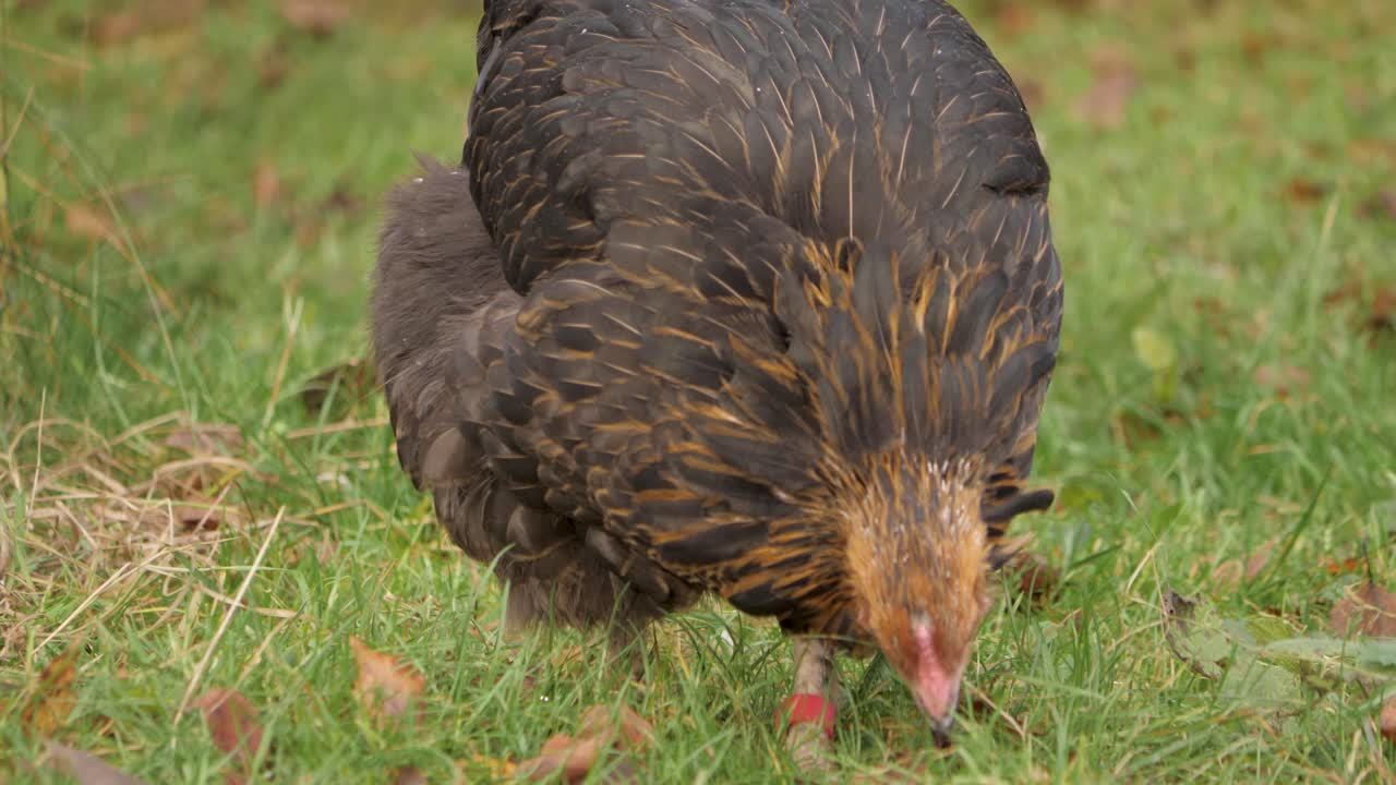 Chicken pecking grass on a sunny field, close-up of brown feathers and movement