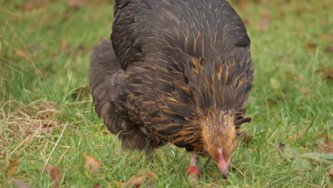 chicken pecking grass on a sunny field, close-up of brown feathers and movement