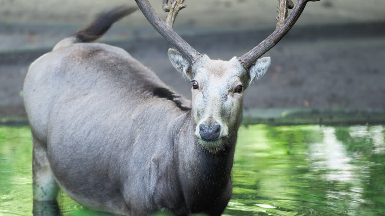 Pere David's deer or Milu or Elaphure staring head close-up Standing in Forest pond Looking at Camera