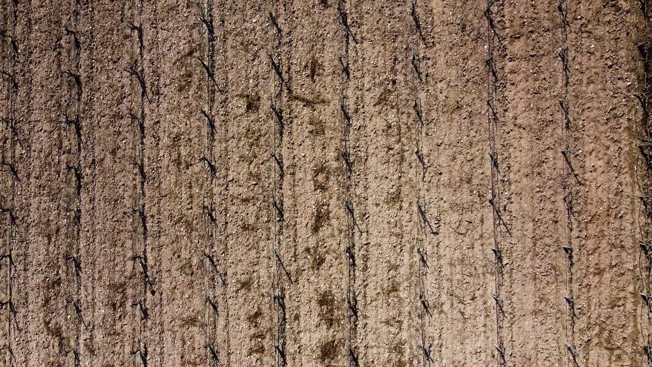 vista de pájaro volando verticalmente sobre un viñedo podado y recortado en invierno con las vides en una fase inactiva