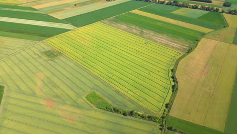 Abstract-geometric-shapes-of-agricultural-parcels-of-different-crops-in-yellow-and-green-colors