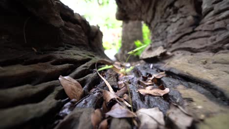 dry tree trunks have hollow in the tree