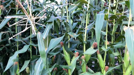 una toma alejada de un campo de maíz