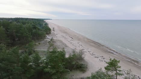 Beautiful-aerial-establishing-view-of-Baltic-sea-coast,-overcast-winter-day,-calm-beach-with-white-sand,-pine-tree-forest,-coastal-erosion,-climate-changes,-wide-drone-shot-moving-forward