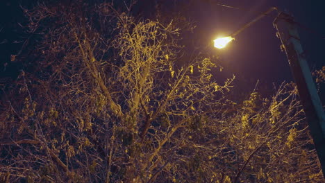 bare tree branches under soft golden streetlight glow, highlighting peaceful, wintry scene with dark background, autumn leaves still cling to branches